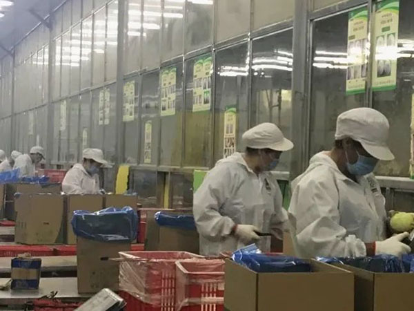 【城事】冬奧餐桌上有咱平度菜！平度企業供應40多噸圓蔥